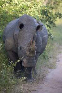 Rhino on the road
