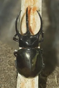 Rhinoceros beetle (Chalcosoma cavcasus)