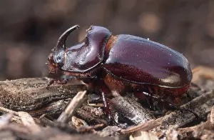 Rhinoceros Beetle, Hessen, Germany (Oryctes nasicornis)