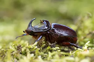 Rhinoceros beetle (Oryctes nasicornis)