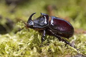 Rhinoceros beetle (Oryctes nasicornis)