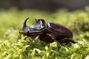 Rhinoceros beetle (Oryctes nasicornis)