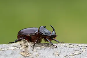 Rhinoceros beetle (Oryctes nasicornis)