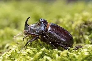 Rhinoceros beetle (Oryctes nasicornis)