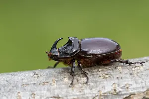 Rhinoceros beetle (Oryctes nasicornis)