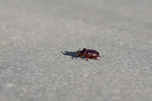 Rhinoceros beetle (Oryctes nasicornis), male