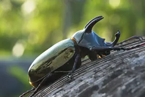 Rhinoceros beetle, Tangkoko Nature Reserve
