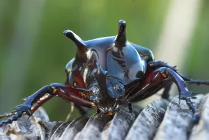 Rhinoceros beetle, Tangkoko Nature Reserve