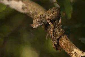 Rhinoceros chameleon (Furcifer rhinoceratus)