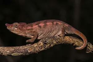 Rhinoceros chameleon (Furcifer rhinoceratus)