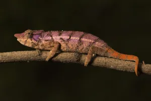 Rhinoceros chameleon (Furcifer rhinoceratus) in pregnancy dyeing