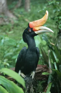 Rhinoceros Hornbill (Buceros rhinoceros)