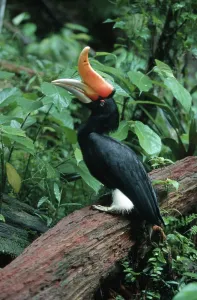 Rhinoceros Hornbill (Buceros rhinoceros)