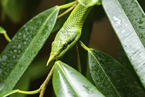 Rhinoceros ratsnake (Gonyosoma boulengeri) portrait