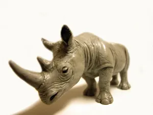 Rhinoceros, rhino