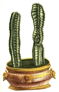 Rhipsalis baccifera (Cereus quadrangularis)