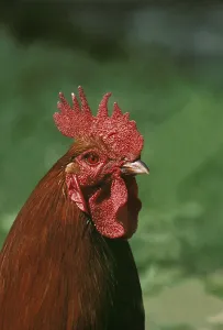 Rhode Island Cock, Portrait of a Cock