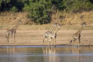 Rhodesian giraffe (Giraffa camelopardalis thornicrofti)