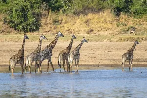 Rhodesian giraffe (Giraffa camelopardalis thornicrofti)