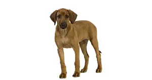 Rhodesian Ridgeback, 3 Months old Pup against White Background