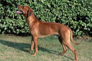 Rhodesian Ridgeback