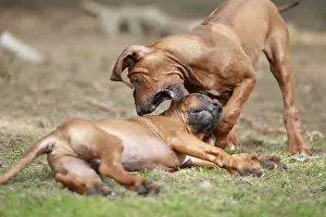 Rhodesian Ridgeback (Canis lupus familiaris)