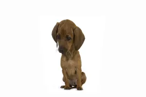 Rhodesian Ridgeback Dog, 3 Months old Pup sitting against White Background