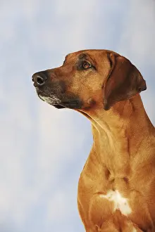 Rhodesian Ridgeback, female dog, portrait