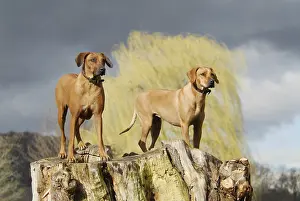 Two Rhodesian Ridgeback, females