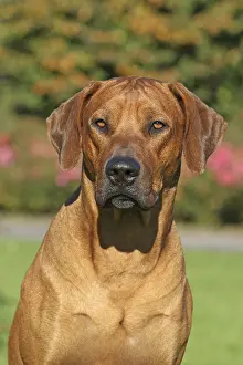 Rhodesian Ridgeback portrait