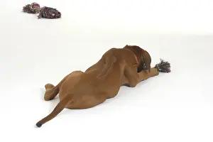 Rhodesian Ridgeback, puppy, 10 weeks, toy