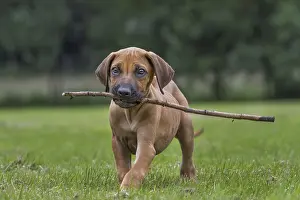 Rhodesian Ridgeback, puppy