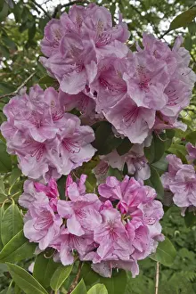 Rhododendron blossom (Rhododendron Pink Pearl)
