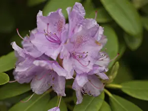 Rhododendron flower (Catawbiense Grandiflorum)