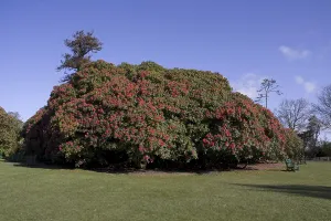 Rhododendron niveum in the Lost Gardens of Heligan