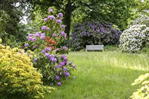 Rhododendron park, bench between old colourful blooming rhododendrons