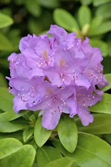 Rhododendron (Rhododendron sp)
