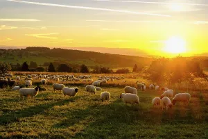 Rhoen sheep, flock of sheep, sheep