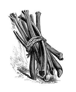 Rhubarb petioles, historical illustration