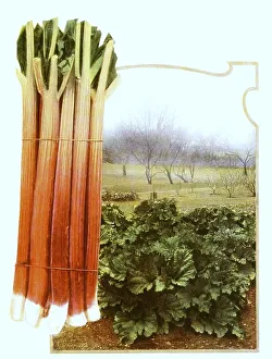 Rhubarb, stems and leaves, plant