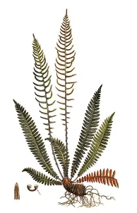 Ribbed fern, Struthiopteris spicant