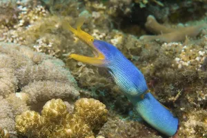 Ribbon eel (Rhinomuraena quaesita)