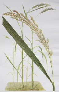 Rice, asian rice (Oryza sativa)