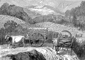 Rice bandages, rice transport in India
