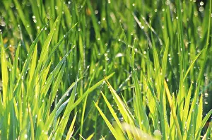 Rice crops in with dew drops, India