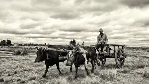 A rice farmer rids on a cart pulled by a pair of oxen fitted with a yoke