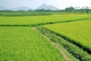 Rice field