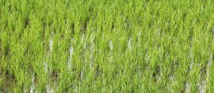 Rice field in countryside of India