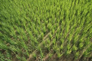 Rice field, kudal, maharashtra, india