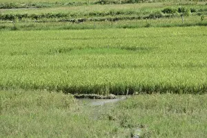 Rice field (Oryza <, /i>, sp)